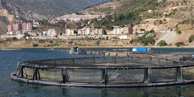 O ilimizin Denizi yok ama Japonya’ya balık satıyor!