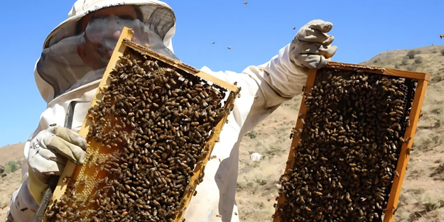 O ilimizin doğal balına Londra'da 'Altın Bal' ödülü!
