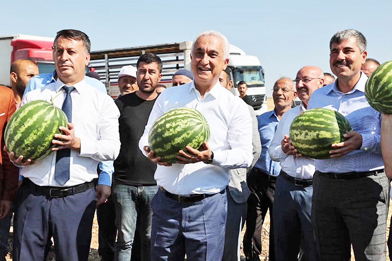 O karpuzun hasadına yeni başlandı: Tam 150 bin ton karpuz yola çıktı