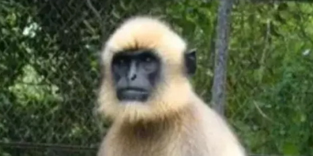 O katil artık tutuklandı! Artık pes! Rezalet ki ne rezalet! Herkes şaşkın: