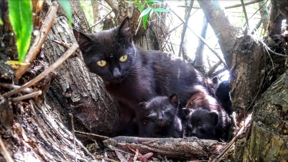 O kedi yavrularını korumak isterken öldü 