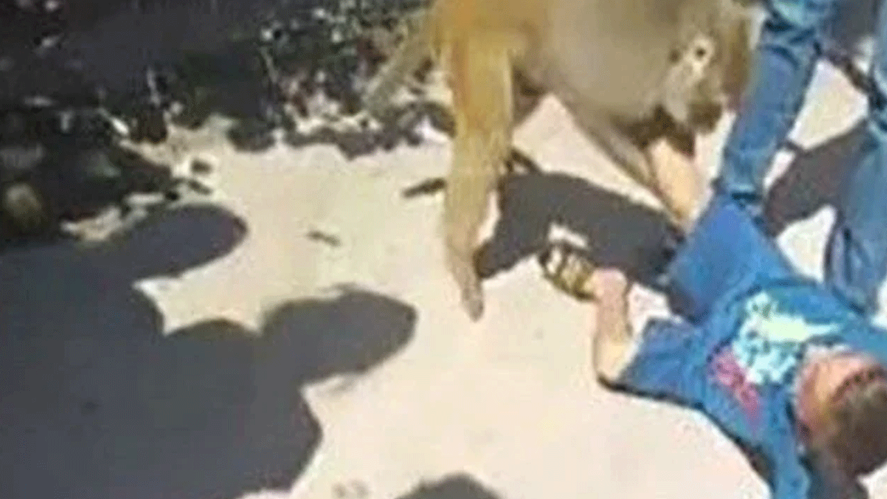 O maymuna el konuldu