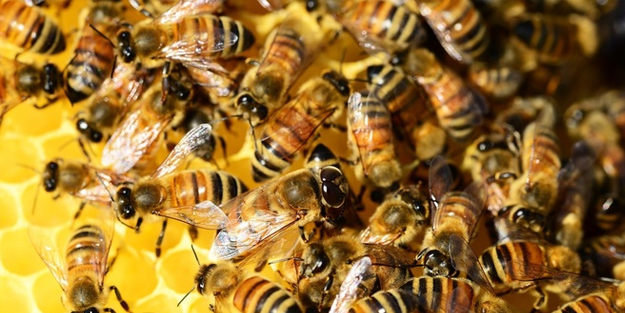 O şehirde arıların saldırısına uğrayan şahıs hayatını kaybetti!