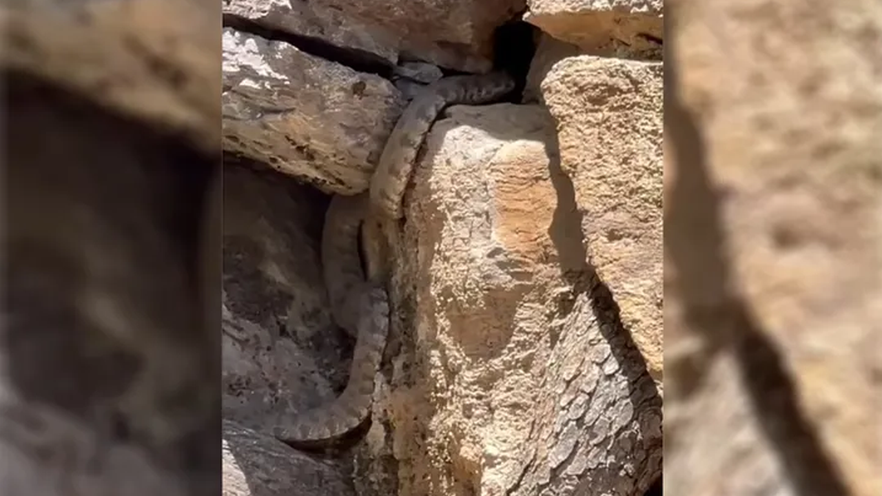 O şehirde dünyanın en zehirli yılanı görüldü!