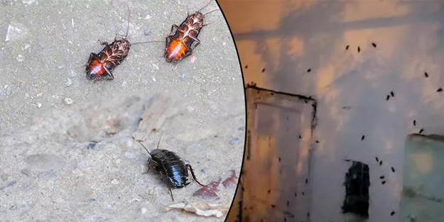 O şehirde hamam böceği istilası! Evlere kadar girdiler
