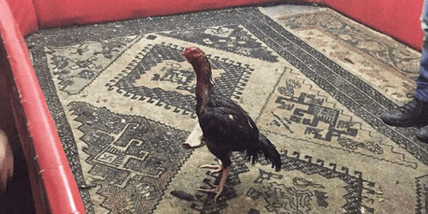O şehirde horoz dövüştüren 6 kişi...
