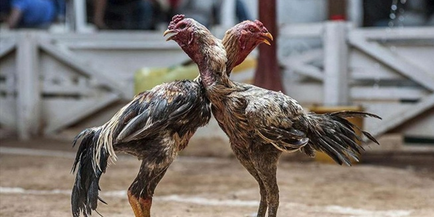 O şehirde horoz dövüştürenlere 60 bin TL ceza verildi!