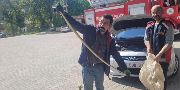 O şehirde ilginç olay: Otomobilin motor kısmından bakın ne çıktı!