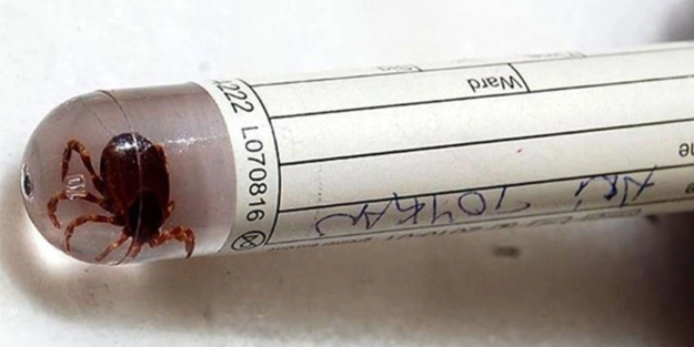 O şehirde Kırım Kongo alarmı!