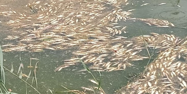 O şehirde kuraklık toplu balık ölümlerine sebep oldu!