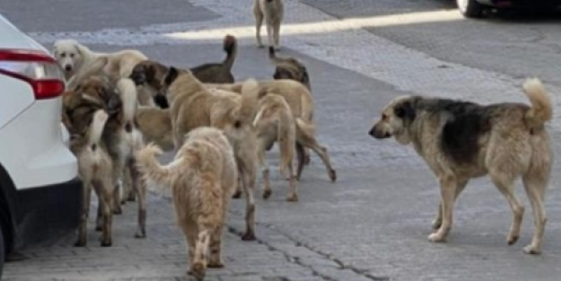 O şehirde ölümcül kuduz alarmı!