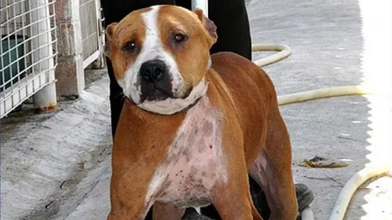 O şehirde ölümcül saldırı gerçekleştiren pitbull firarda!