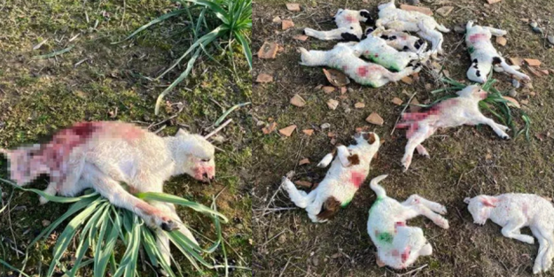 O şehirde sokak köpekleri yeni doğmuş kuzuları parçaladı!