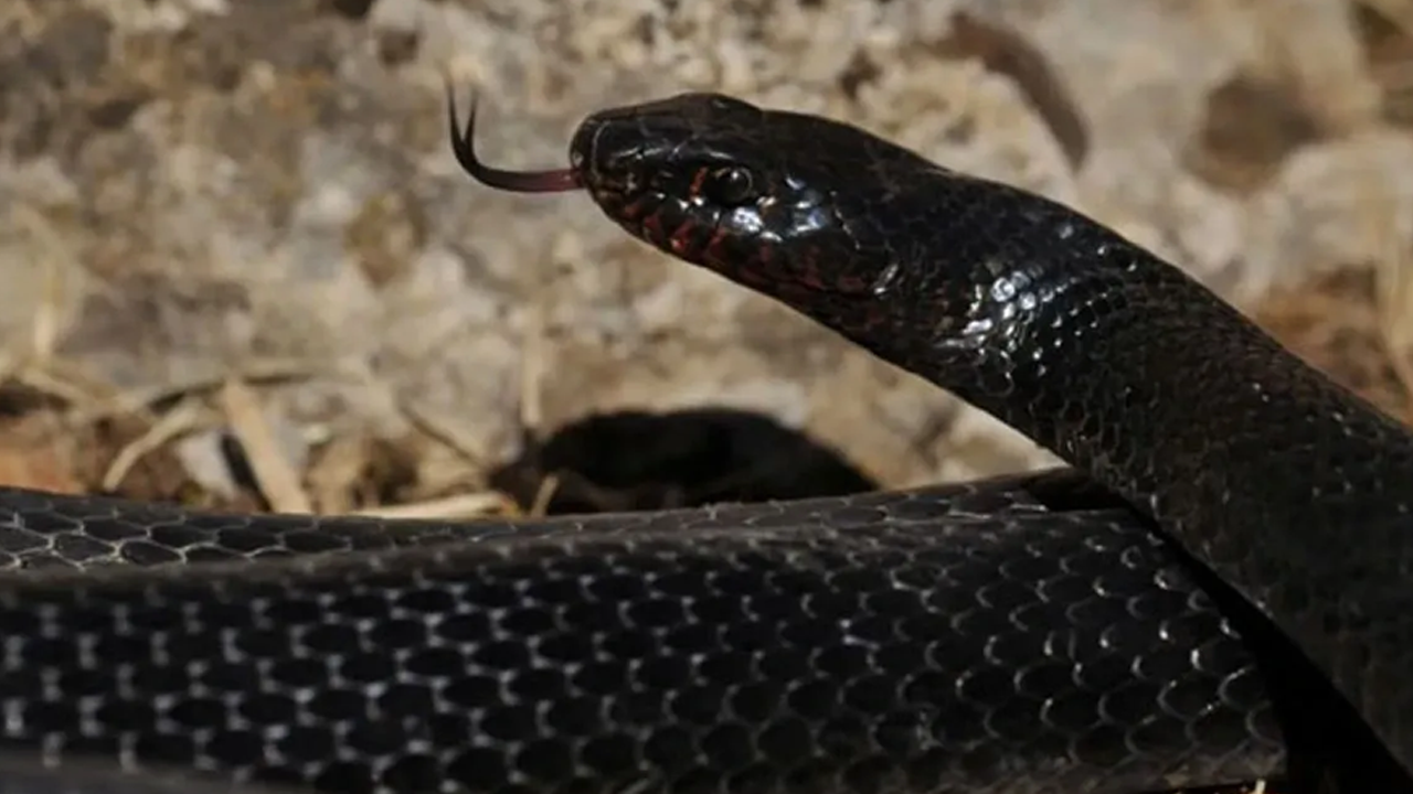 Tuvalet deliğinde karayılan yakalandı!