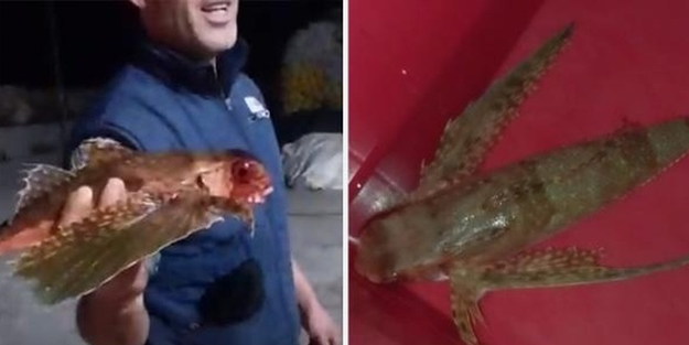 O şehrimizde balıkçıların ağına 'uçan balık' takıldı!