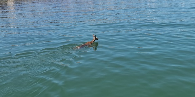 O şehrimizde denize karaca düştü