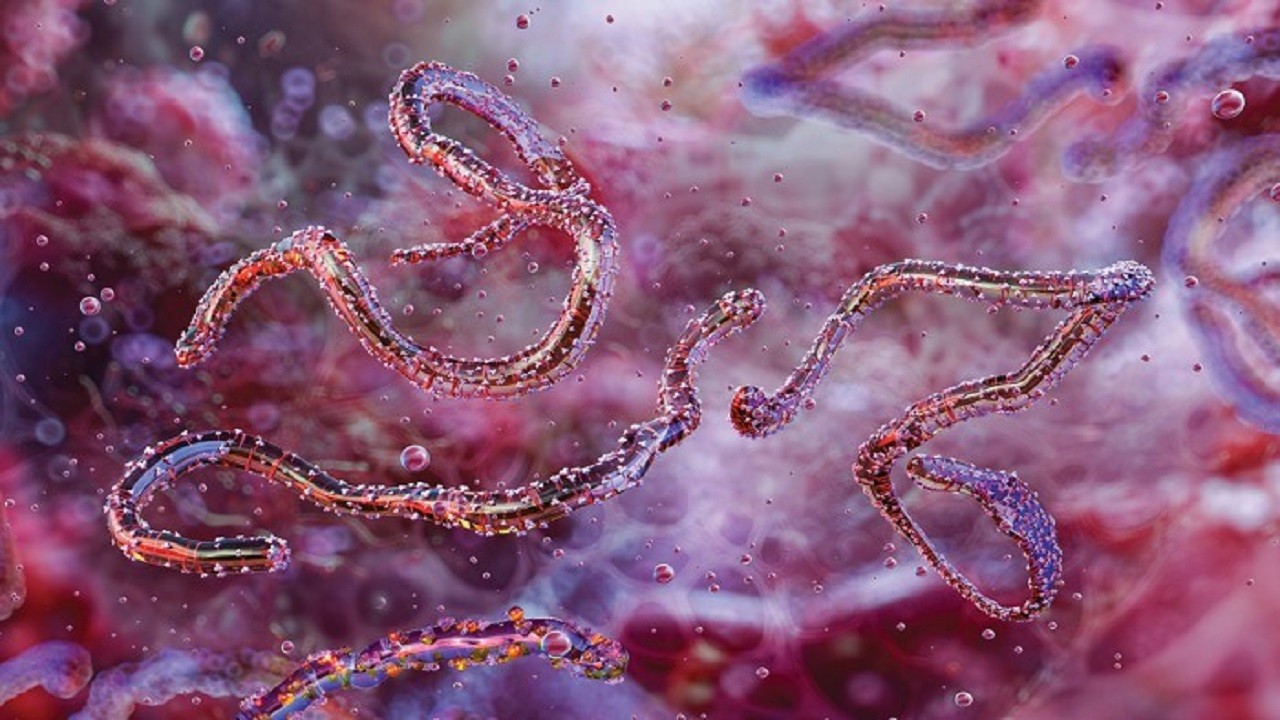 O ülkede Marburg Virüsü salgını: 8 kişi öldü