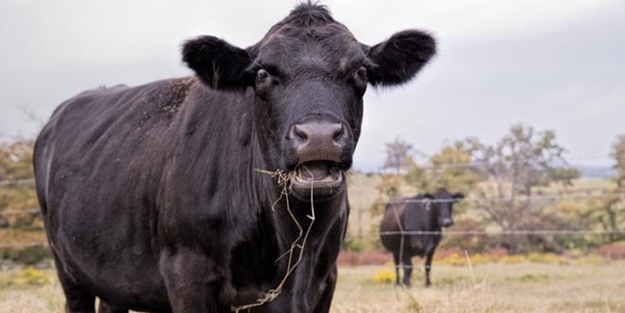 O ülkede 12 yaşındaki çocuğu öldüren inek tutuklandı