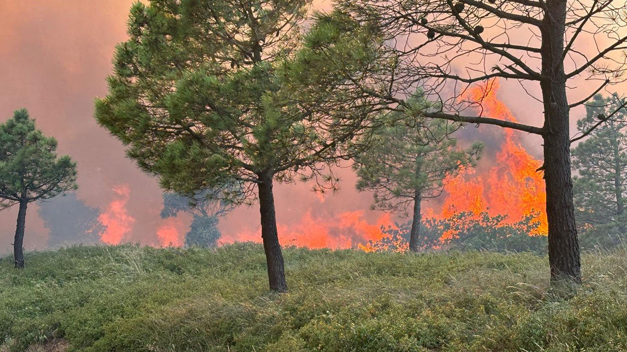 O ülkede 2 bin hektar kül oldu