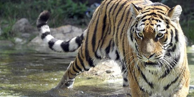 O ülkede büyük tehlike! 126’sı öldü