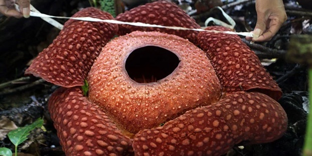 O ülkede ceset çiçeği açtı