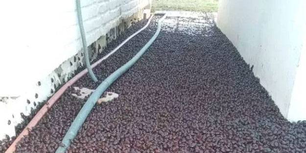 O ülkede Gergedan böceği istilası