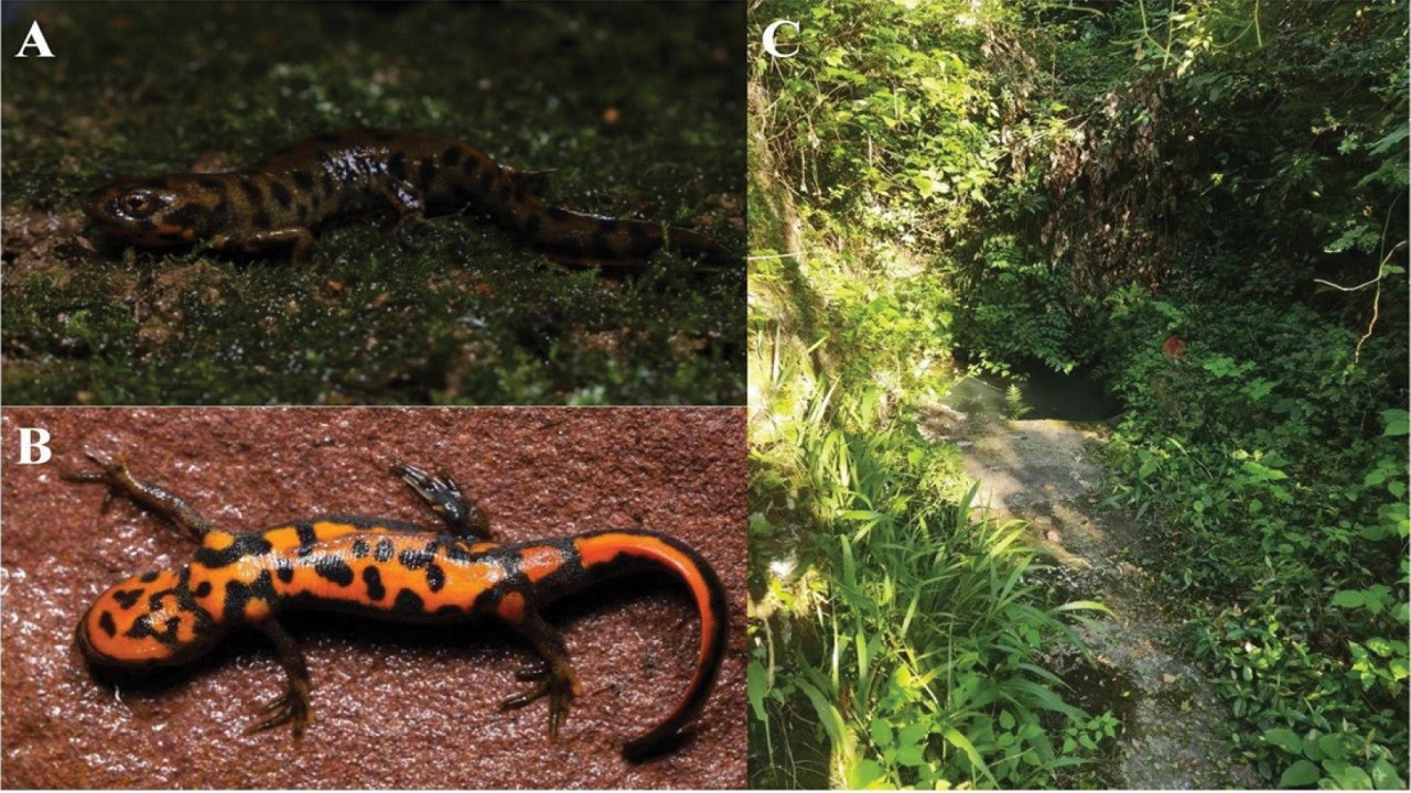 O ülkede herkes şaşkın! Yeni bir tür keşfedildi