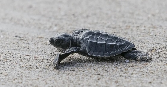O ülkede kaplumbağalara yasal hak verildi