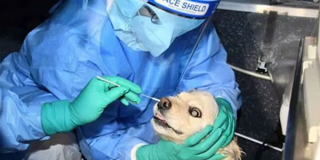 O ülkede kedi ve köpeklere koronavirüs testi başladı