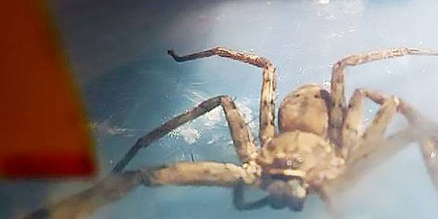 O ülkede kilometrelerce valiz içinde taşındı! Ortalık karıştı: Zehirli dev bir Afrika avcı örümceği