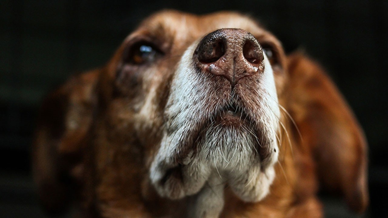 O ülkede kuduz alarmı verildi! 3 kişi hayatını kaybetti