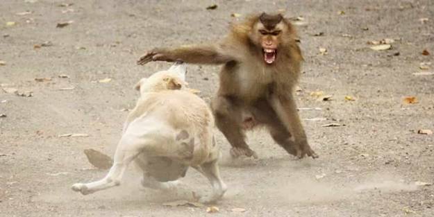 O ülkede maymunlar 250 köpek öldürdü!