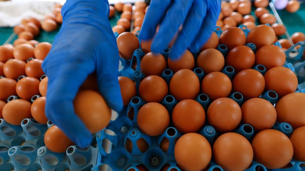O ülkede salmonella salgını yaşanıyor! Yumurtadan bulaştı, 306 kişi hastalandı