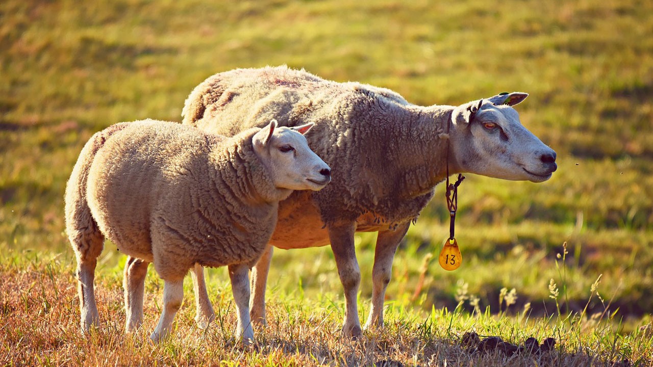 O ülkede şap hastalığı alarmı! 23 sınır kapısı geçici olarak kapatılıyor