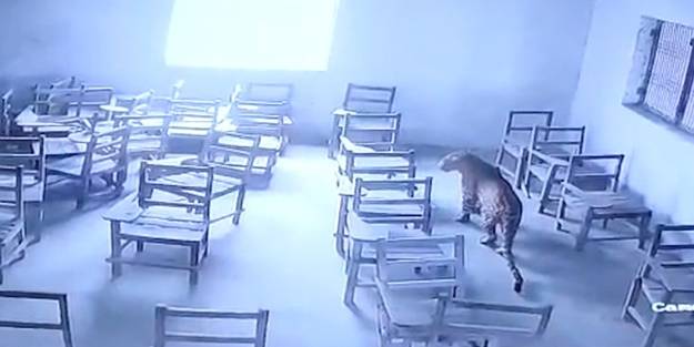 O ülkede şok! Okula leopar girdi