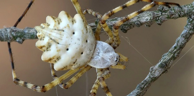 O üniversite profesörü duyurdu: Türkiye'nin yeni kabusu oldu giderek yayılıyor! Örümceğin ısırması halinde...