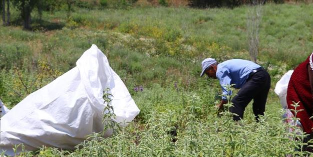 O ürünün üretimini yapıyorlar: 2. hasadı gerçekleştirildi! Tarım şehri Sakarya'da