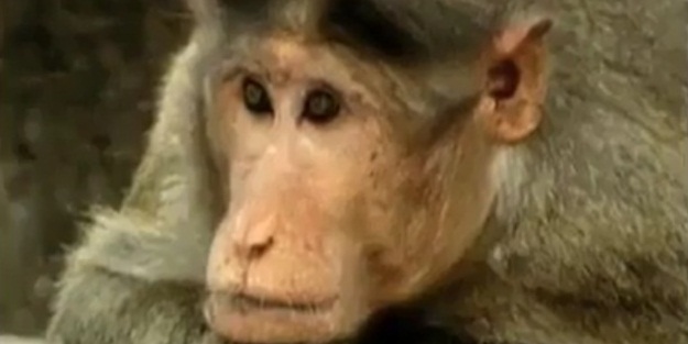 O yapabiliyorsa, biz niye yapamayalım? - VIDEO