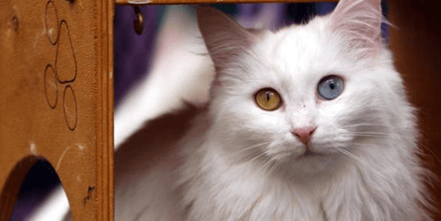 O yasak bitti: Van kedileri hakkında yeni karar