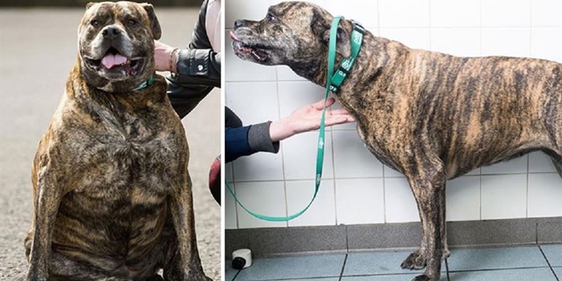 Obez hayvanların inanılmaz değişimi!