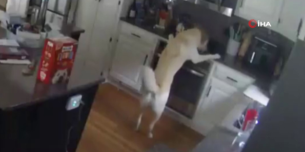 Ocağı açan köpek evde yangın çıkardı! Korku dolu anlar böyle kaydedildi