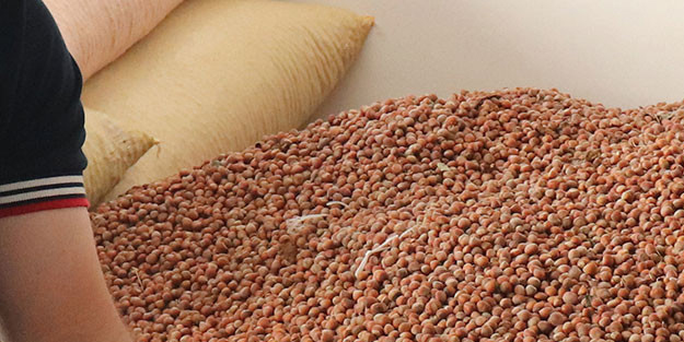 Ocak 2024 yılı fındık fiyatı belli oldu!