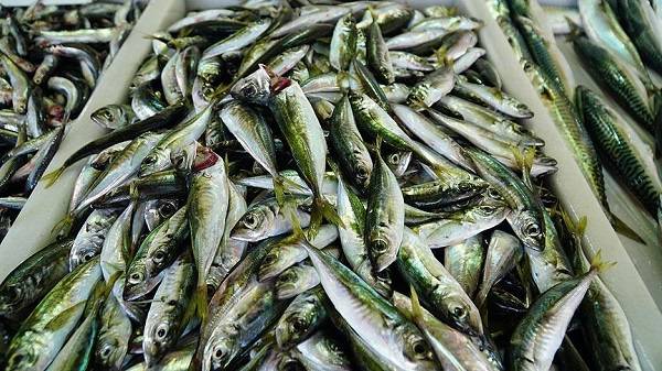 Ocak ayı balıkları neler? Ocak ayında hangi balıklar yenir?