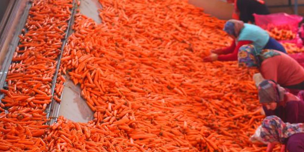 Ocak ayında elle sökümü yapılan havuç, dünya pazarına hazırlanıyor! Türkiye'nin yüzde 65'ini Konya karşılıyor!