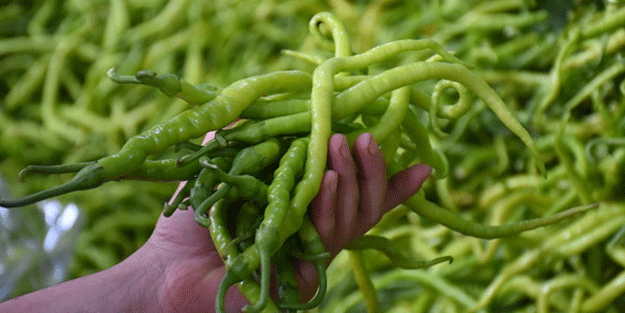 Ocak ayının zam şampiyonu çarliston biber