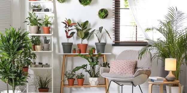 Odanızın havasını temizleyen bitkiler