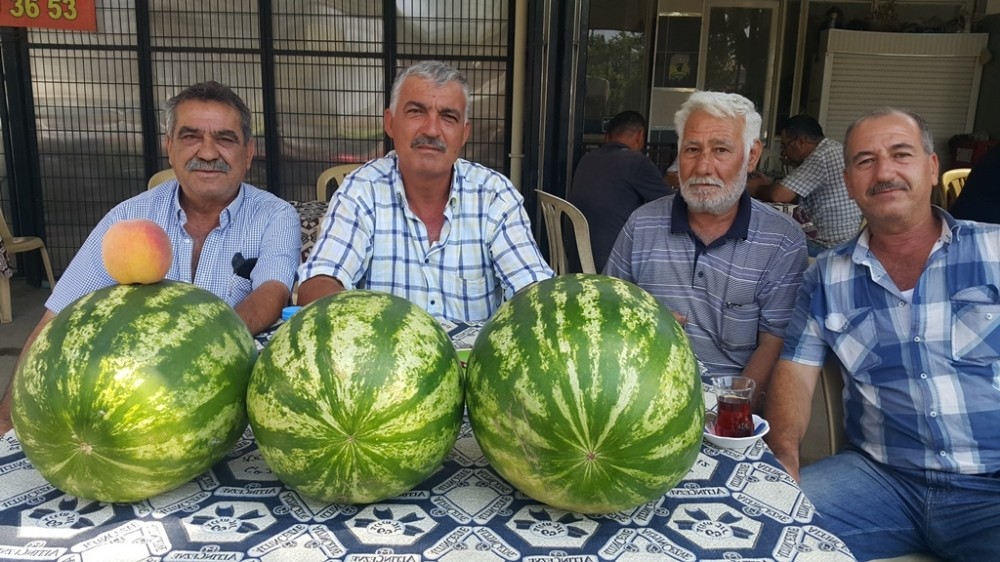 Ödemiş karpuzunun tadı var, alıcısı yok 