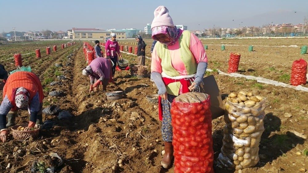 Ödemiş patatesinde hızlı fiyat düşüşü 