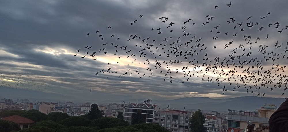 Ödemiş’te binlerce sığırcık kuşundan görsel şov 