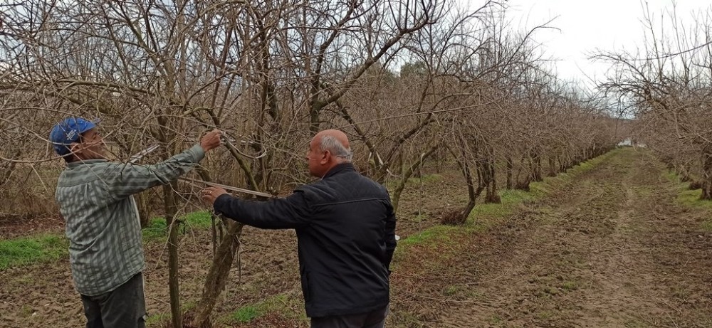 Ödemiş’te budama zamanı 